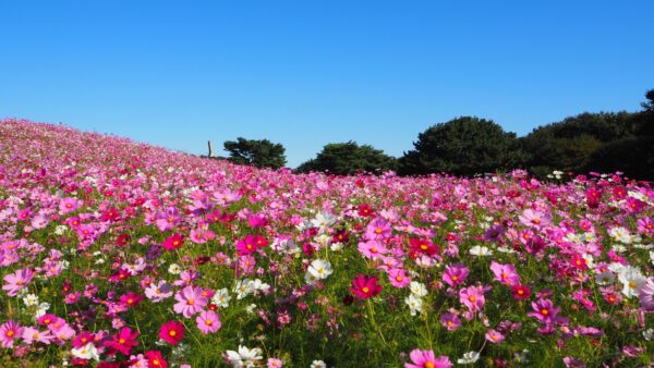 【2025年最新】茨城県におけるM&A・事業承継の背景・現状・事例を徹底解説