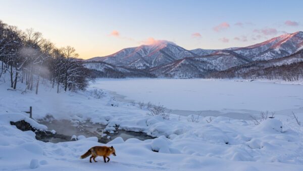 【2025年最新】北海道におけるM&A・事業承継の背景・現状・事例を徹底解説